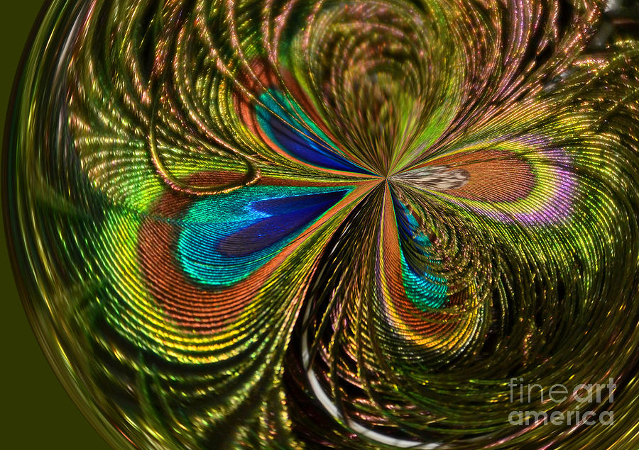 Peacock Feathers Abstract Photograph by Kathy Baccari