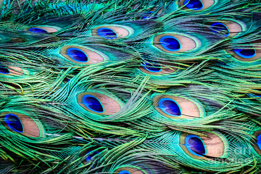 abstract peacock background
