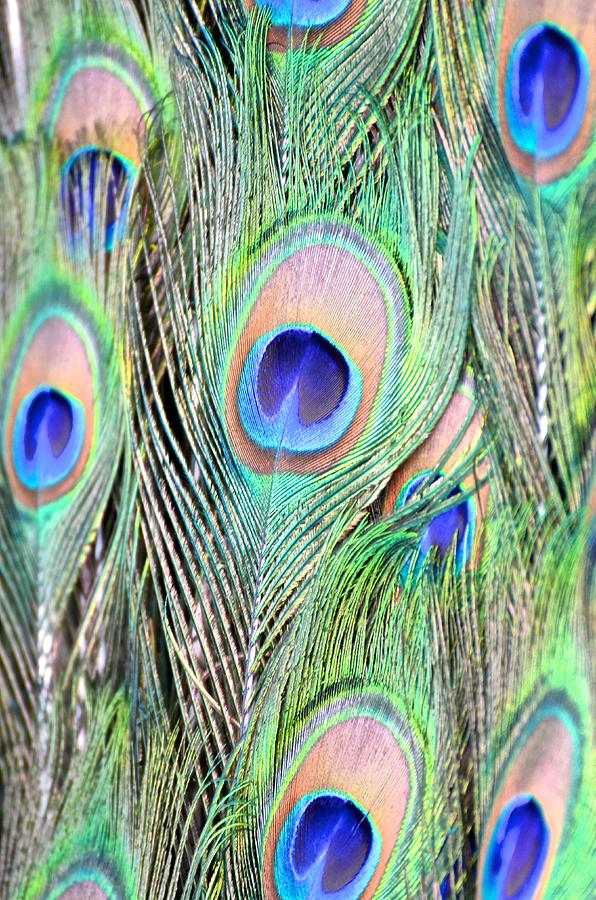 Peacock Feathers Photograph by Catherine Murton
