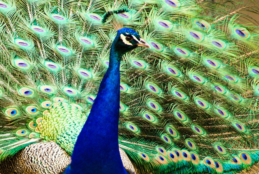 Peacock Feathers Photograph by Cathy Donohoue