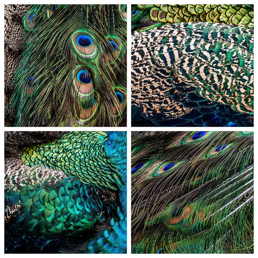 Peacock Feathers Collage Photograph by Alexander Kunz