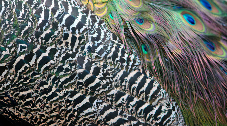 Peacock Photograph - Peacock Feathers by Cynthia Guinn