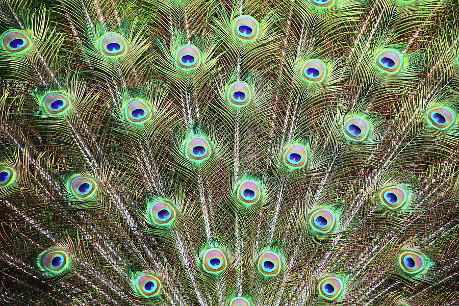 Peacock Feathers Photograph by Daniela Duncan