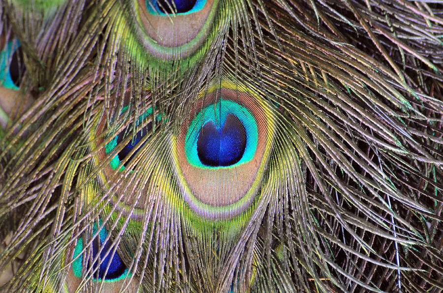 Peacock Feathers Photograph by David Hart