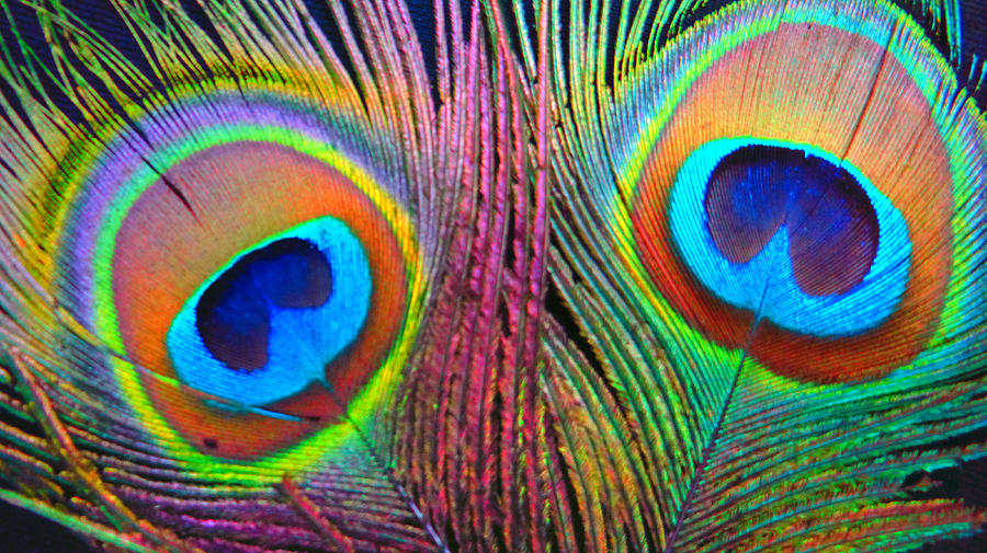 Peacock Feathers Photograph by Dennis Dugan