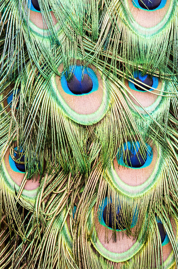 Peacock Feathers Photograph by Don Johnson
