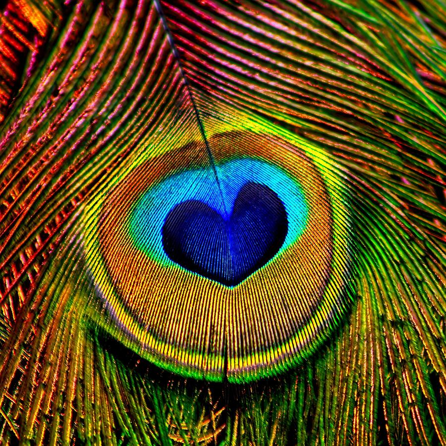 Peacock Photograph - Peacock Feathers Eye of Love by Tracie Schiebel