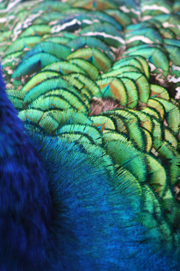 Peacock Feathers Photograph by Heather Applegate