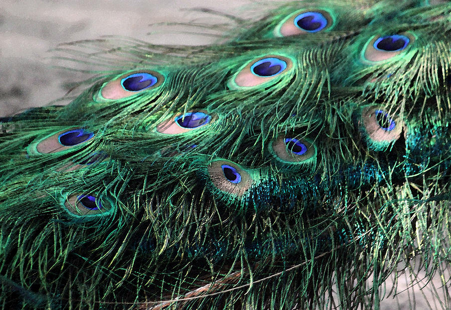 Peacock Feathers in Watercolor Photograph by Suzanne Gaff