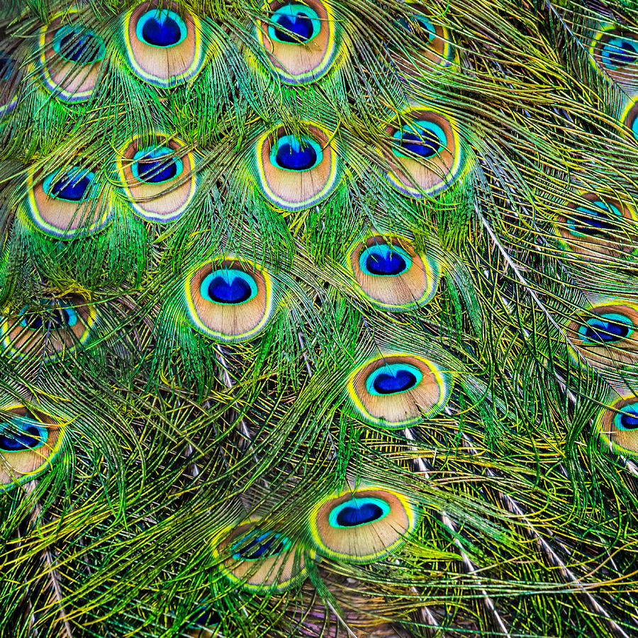 Peacock Feathers Photograph by Jim DeLillo