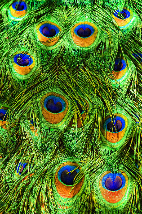 Pheasant Photograph - Peacock Feathers by Marcia Colelli
