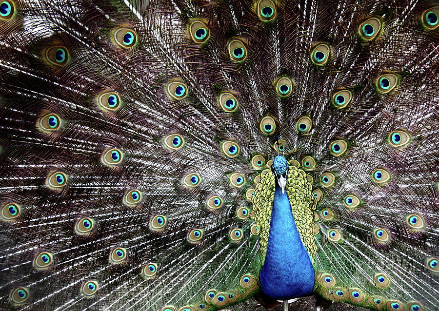 Peacock Feathers Photograph by Photography By Jason Gallant