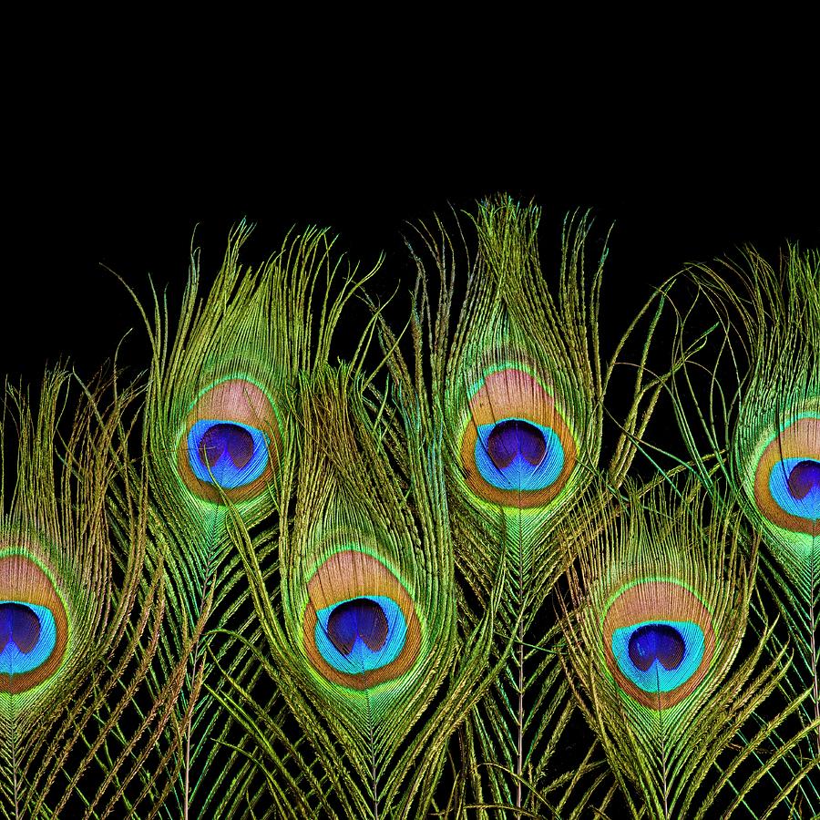 Peacock Feathers Photograph by Science Photo Library