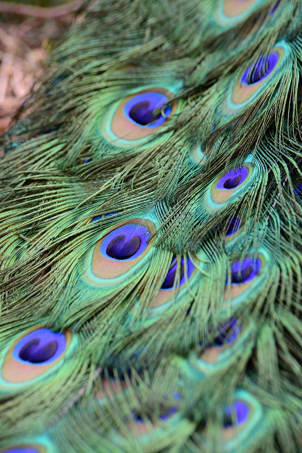 Peacock Feathers Photograph by T C Brown - Fine Art America