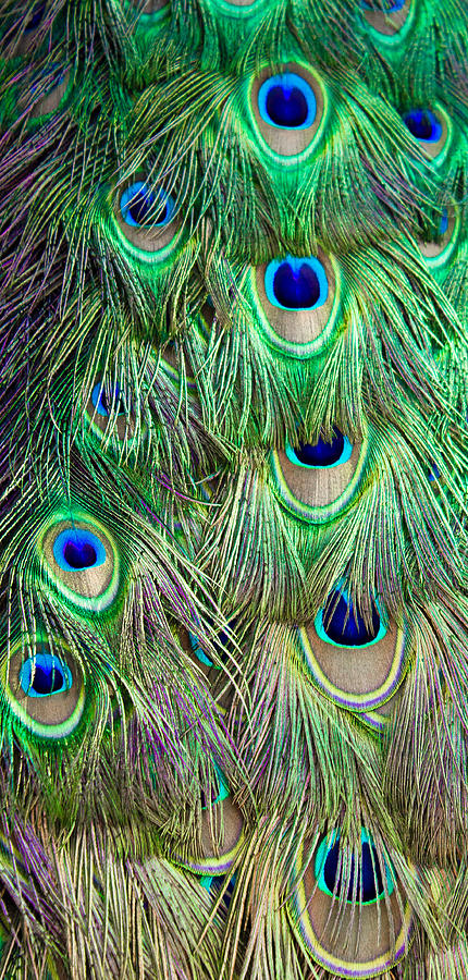 Peacock Finery Photograph by Christie Kowalski