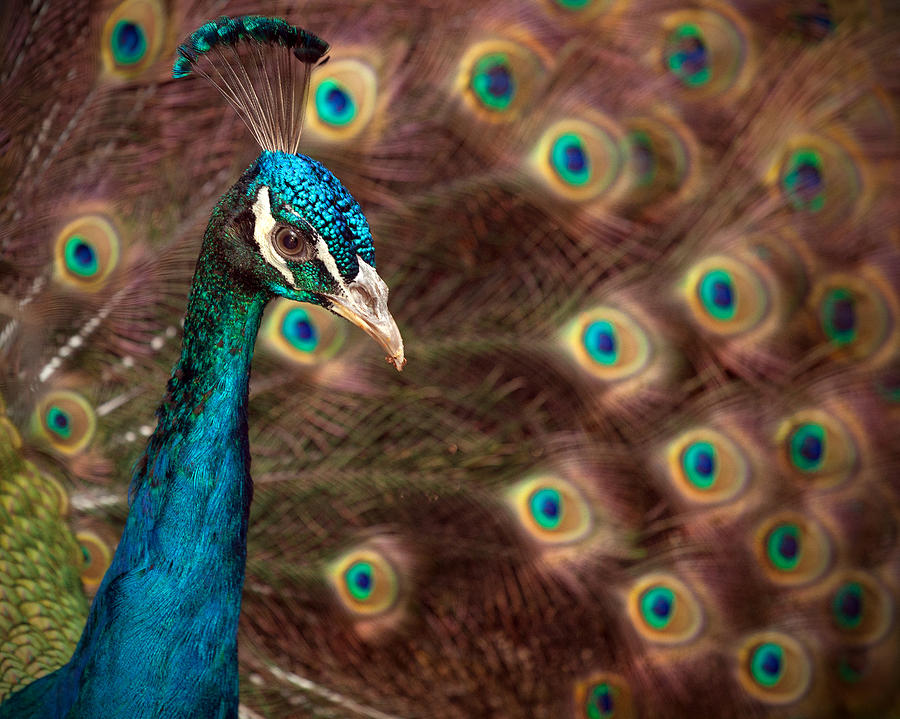 Peacock Finery  Photograph by Stephen Dennstedt