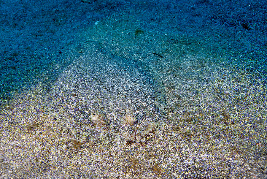 Peacock Flounder Bothus Lunatus Photograph by Andrew J. Martinez