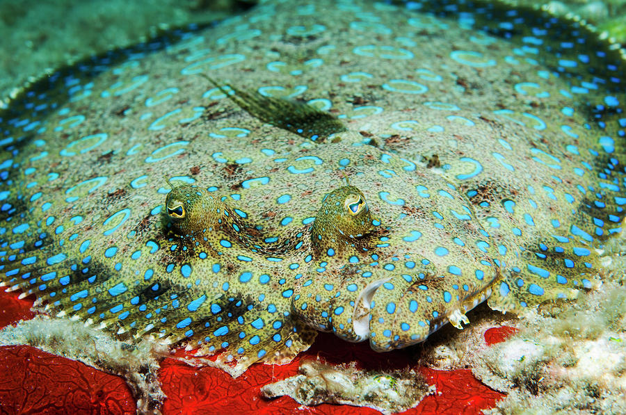 Peacock Flounder