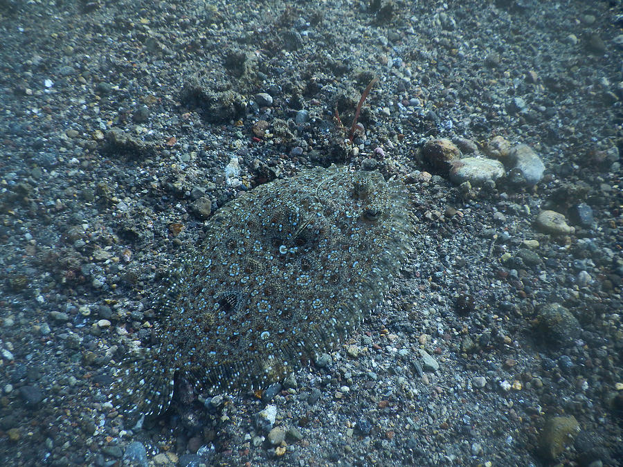Peacock Flounder Camouflage Photograph by Carleton Ray