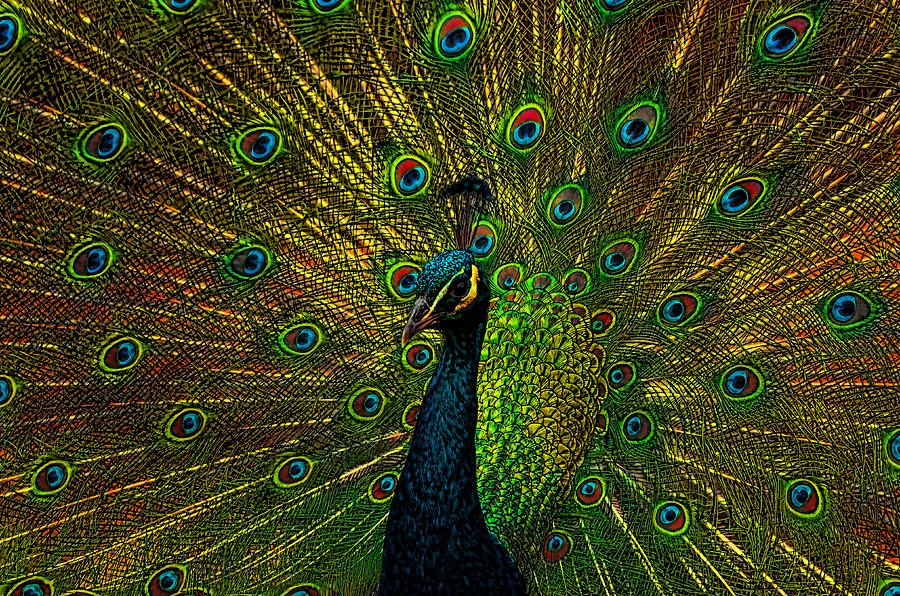 Peacock Forever Photograph