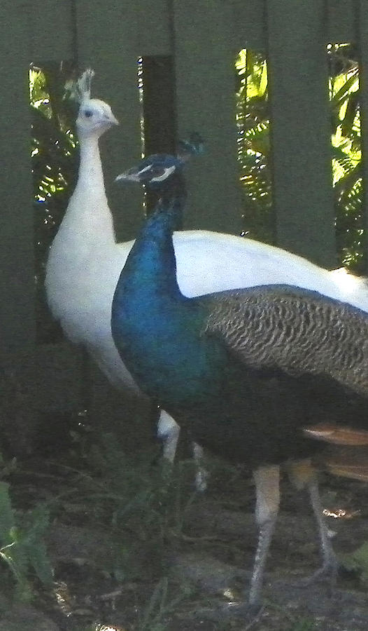 Peacock Friends Photograph By Patty Weeks | Fine Art America