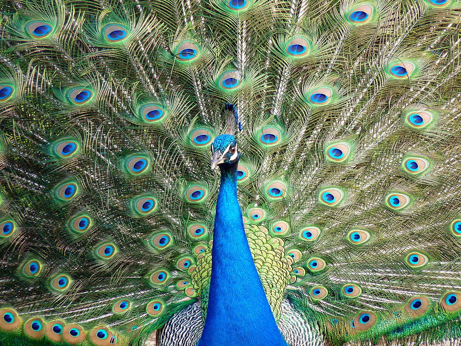 Peacock Full Display Photograph by Jeff Lowe