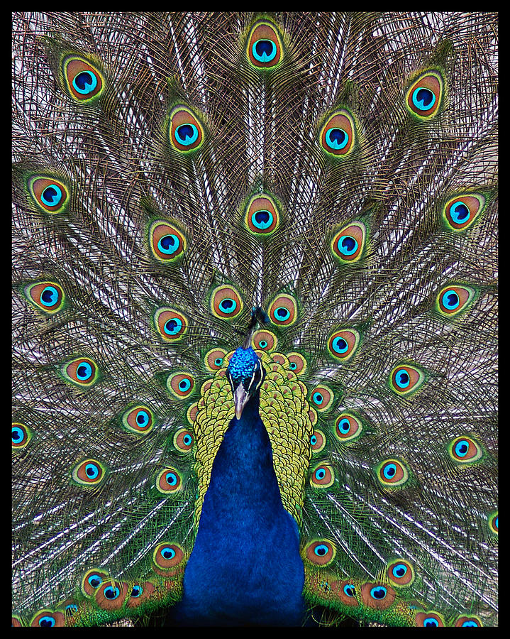 Peacock Photograph by Gene Tatroe