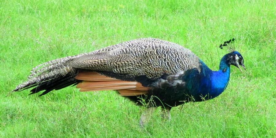 Peacock Photograph - Peacock Grazing by Randall Weidner