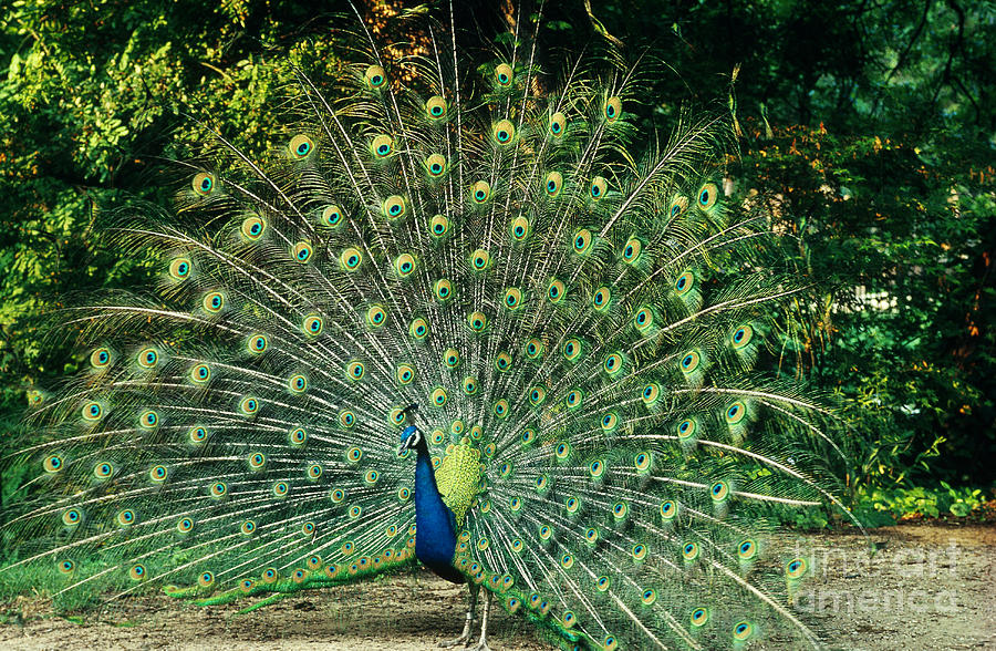 Peacock Photograph by Gregory G. Dimijian, M.D.