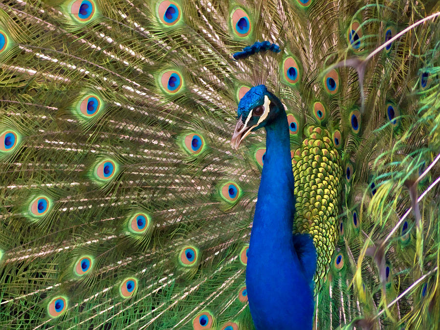 Peacock Photograph - Peacock by Guillermo Rodriguez