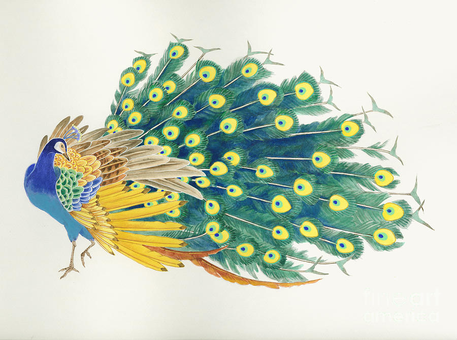 Peacock Digital Art by MGL Meiklejohn Graphics Licensing