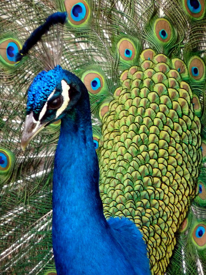 Peacock Head Photograph by Jeff Lowe
