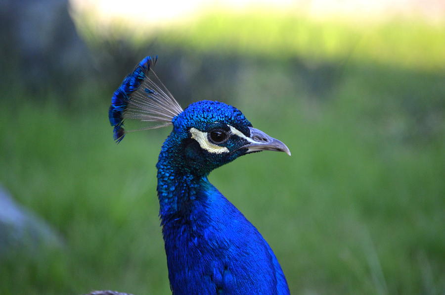 Peacock Photograph - Peacock Head by Riad Art