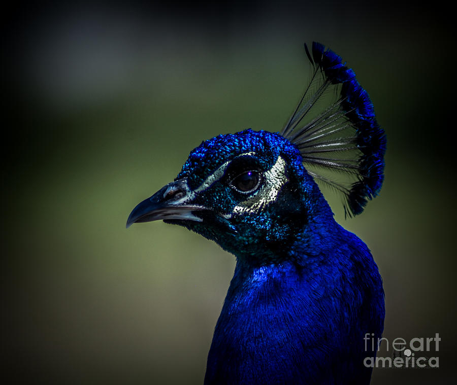 Peacock Head Photograph by Ronald Grogan