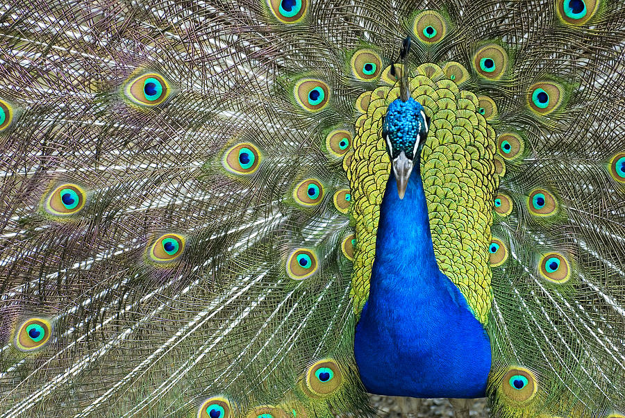 Peacock Photograph by Hildie Hofmann - Fine Art America