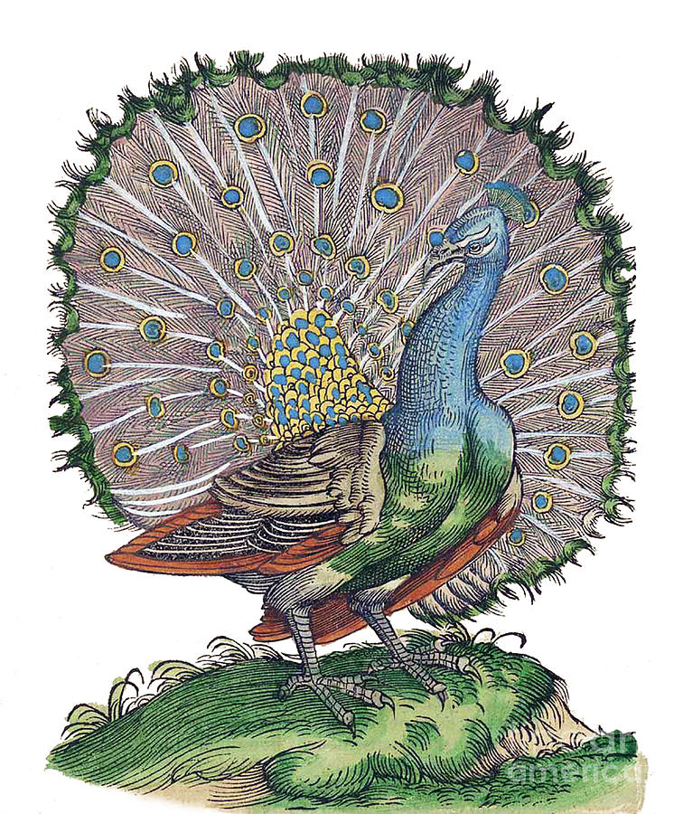 Peacock Historiae Animalium Photograph by Science Source