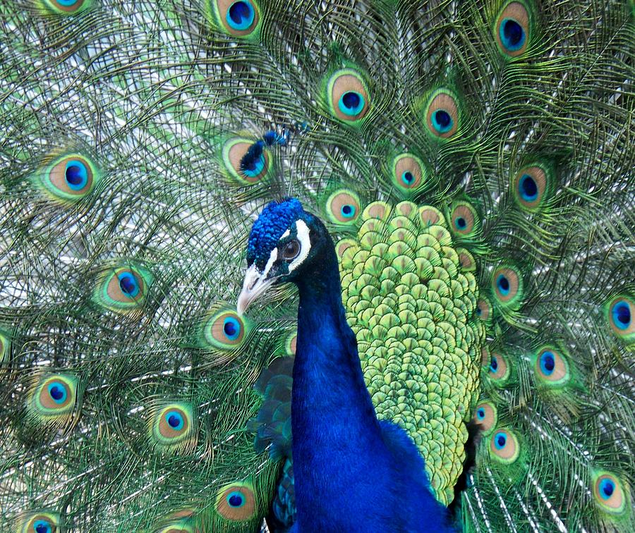 Peacock Photograph by Holly Prediger - Fine Art America