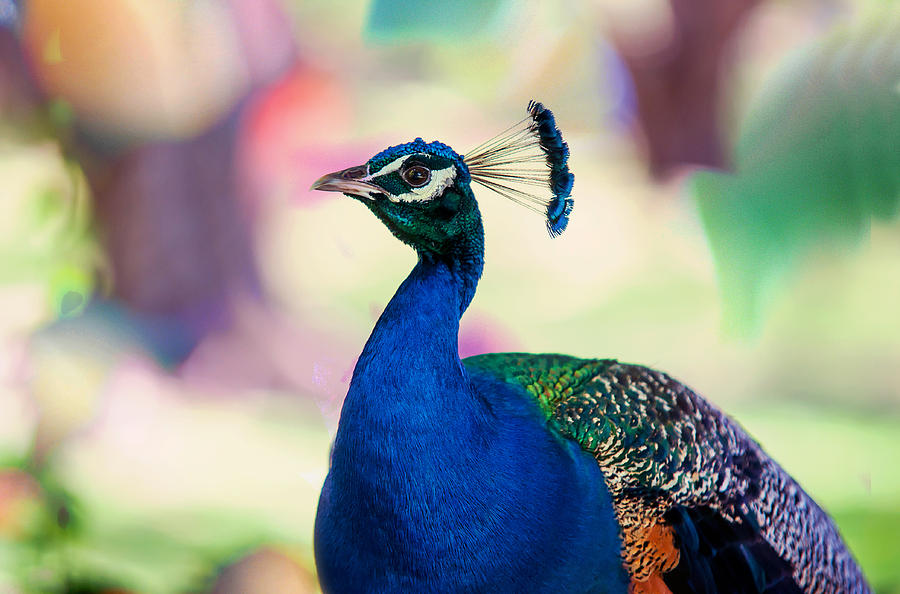 Peacock I. Bird of Paradise Photograph by Jenny Rainbow