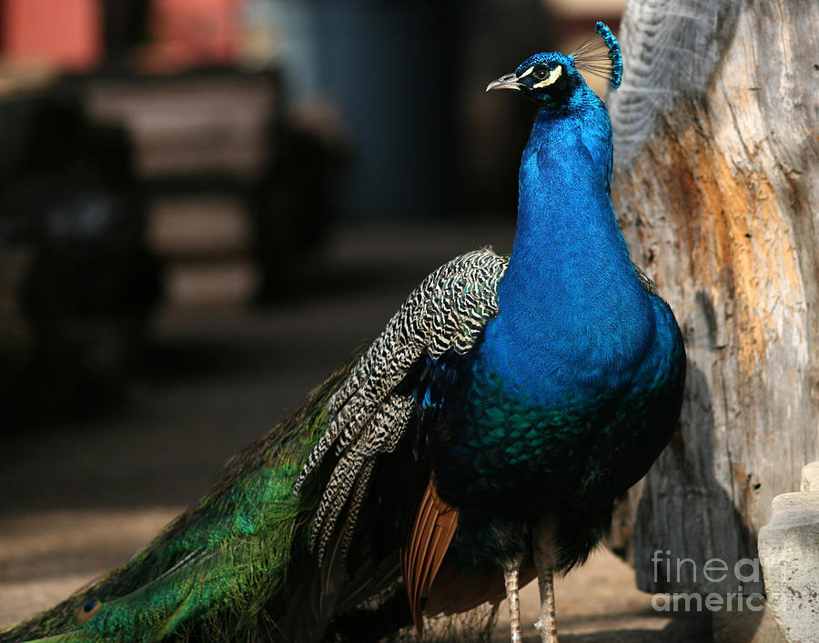 Peacock II Photograph by Douglas Stucky