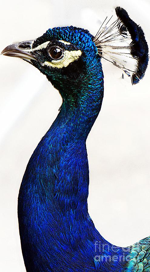 Peacock II Photograph by Lilliana Mendez