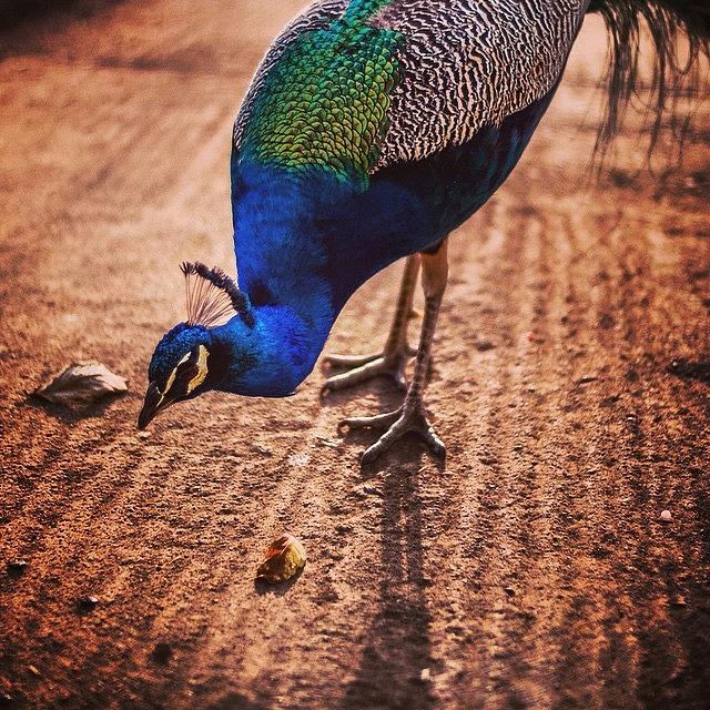 Peacock Photograph - Peacock In Africa by Aleck Cartwright