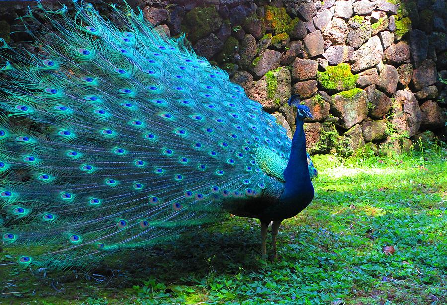 Peacock In All His Glory Photograph