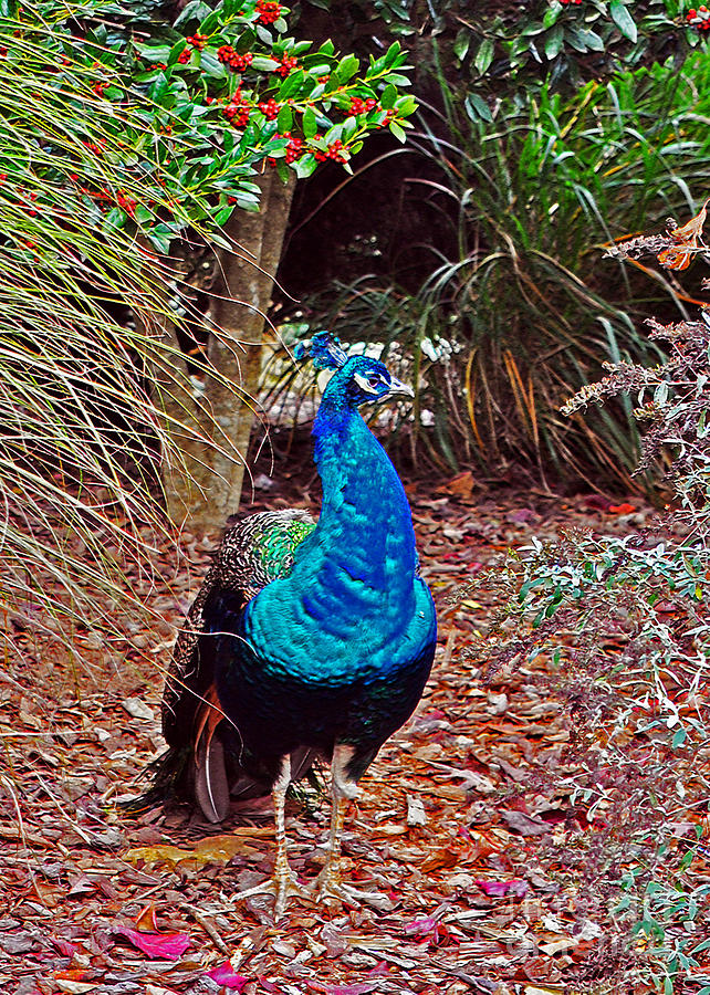 Peacock in Autumn Photograph by Lydia Holly