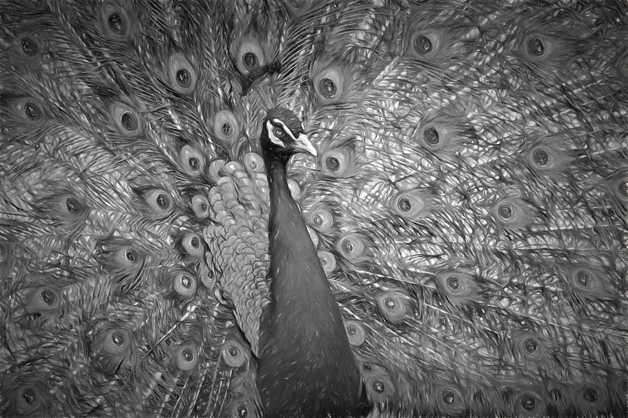 Peacock In Black and White Photograph by Alice Gipson