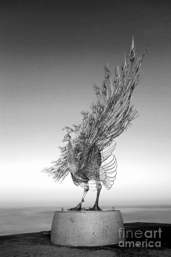 Peacock In Black And White Photograph