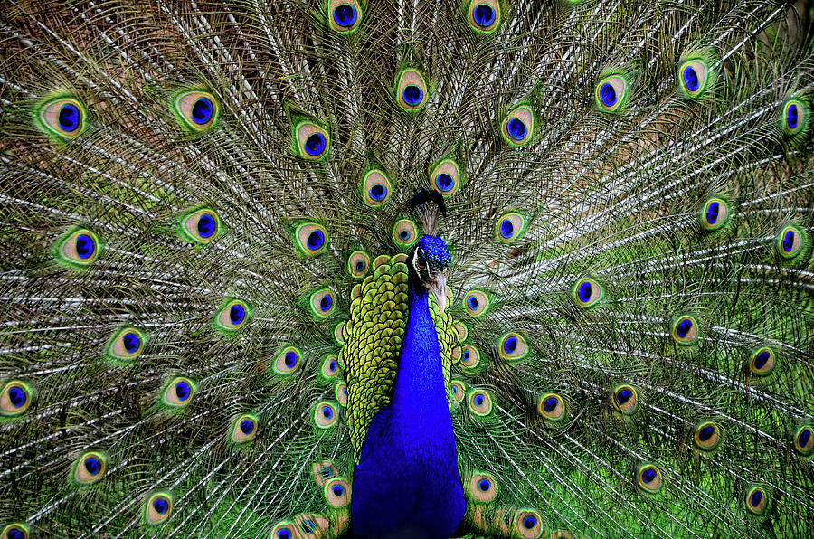 Peacock In Full Color Display Photograph by Laura George
