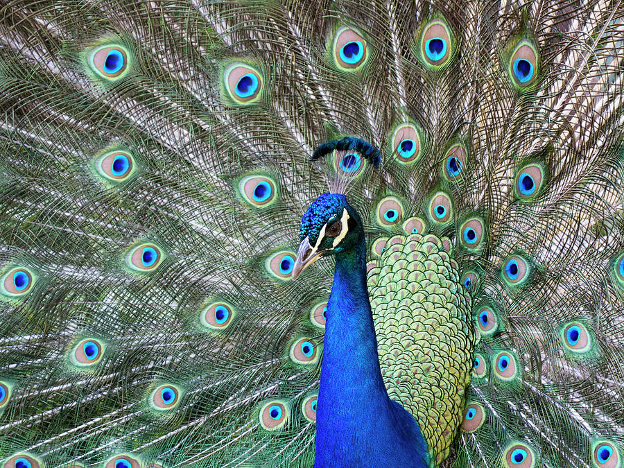Peacock In Full Display Mode Attempting Photograph by Robert Postma