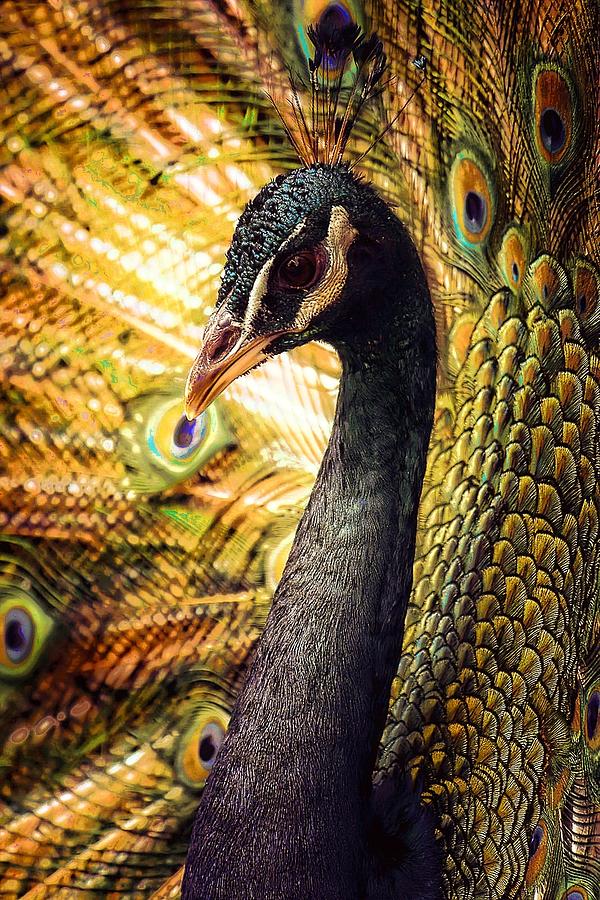 Peacock In Gold Photograph By Joyce Baldassarre Fine Art America 6893