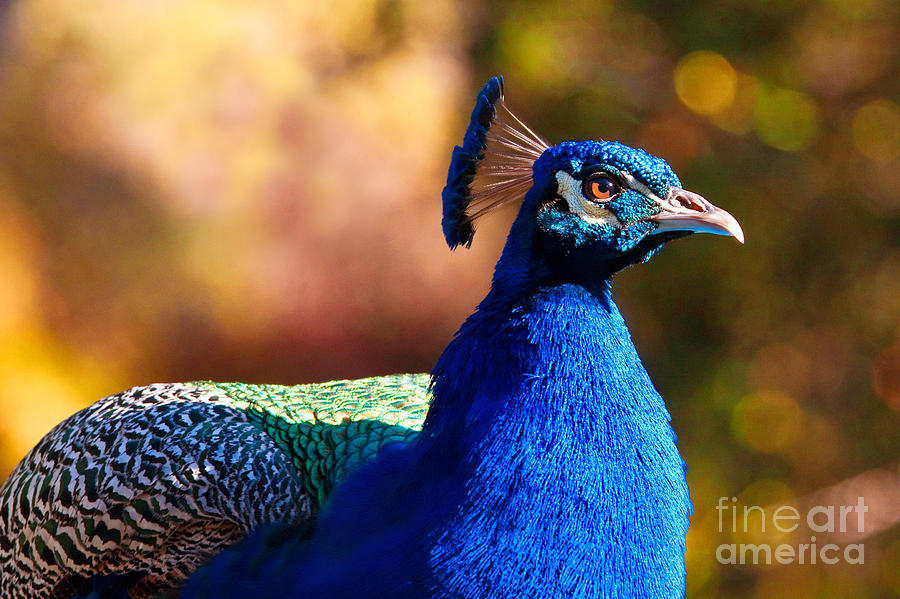 Peacock In Profile Photograph by Mimi Ditchie
