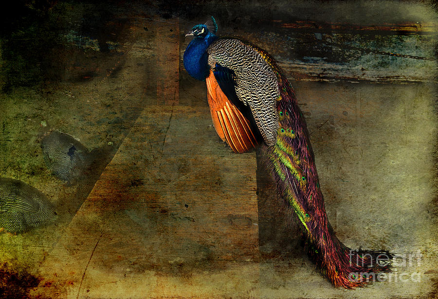 Peacock in the Barn Photograph by David Arment